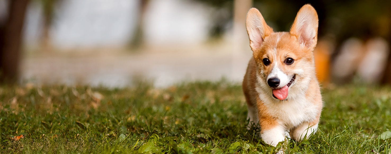 Dog Names Meaning Jolly Popular Male and Female Names Wag!